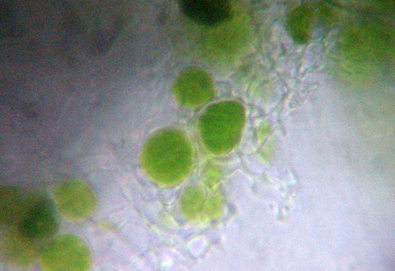 Microscopia dei licheni?